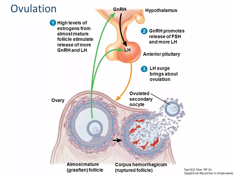 The science behind the regulation of ovulation and menstruation